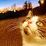 cat, close_up, whiskers, pink_nose, green_eyes, sunset, blurred_background, mesh_screen, curious, pet, animal, fur, portrait, indoor, evening, soft_light, domestic_cat, looking_up, face, cute