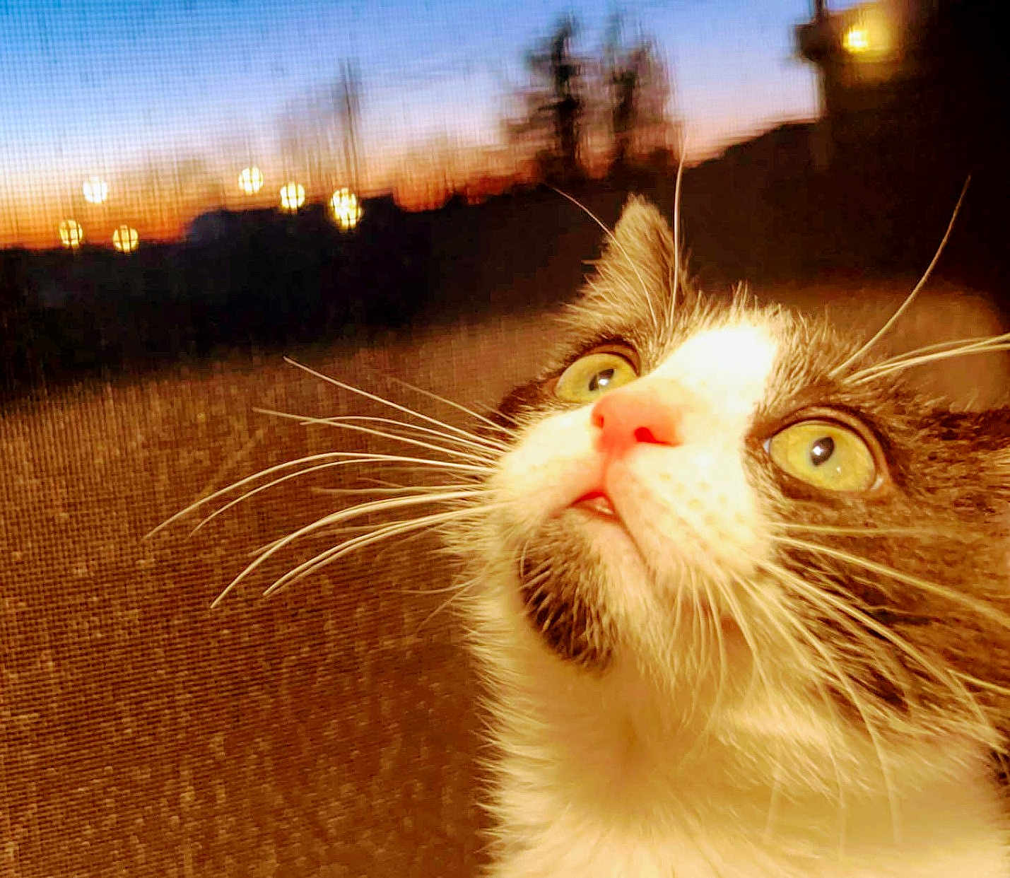Tucker is registered to the contest to win money with this photo: cat, close_up, whiskers, pink_nose, green_eyes, sunset, blurred_background, mesh_screen, curious, pet, animal, fur, portrait, indoor, evening, soft_light, domestic_cat, looking_up, face, cute