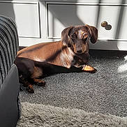 Lola joined the competition — help win amazing prizes! animal, brown_dog, cabinet, canine, carpet, cozy, dachshund, dog, domestic, floor, furniture, home, indoor, paw, pet, relaxed, resting, shadow, sunbeam, sunlight