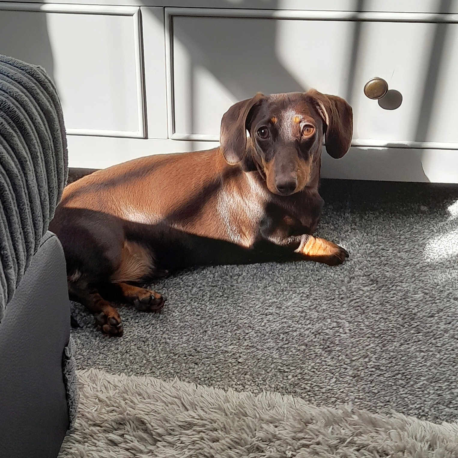 Lola joined the competition — help win amazing prizes! animal, brown_dog, cabinet, canine, carpet, cozy, dachshund, dog, domestic, floor, furniture, home, indoor, paw, pet, relaxed, resting, shadow, sunbeam, sunlight