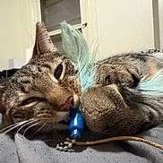 Slim Shady joined the competition — help win amazing prizes! cat, tabby, pet, playing, feathers, toy, whiskers, paws, indoor, closeup, lying_down, gray, fur, relaxed, animal, cute, domestic, sleepy, soft, claws