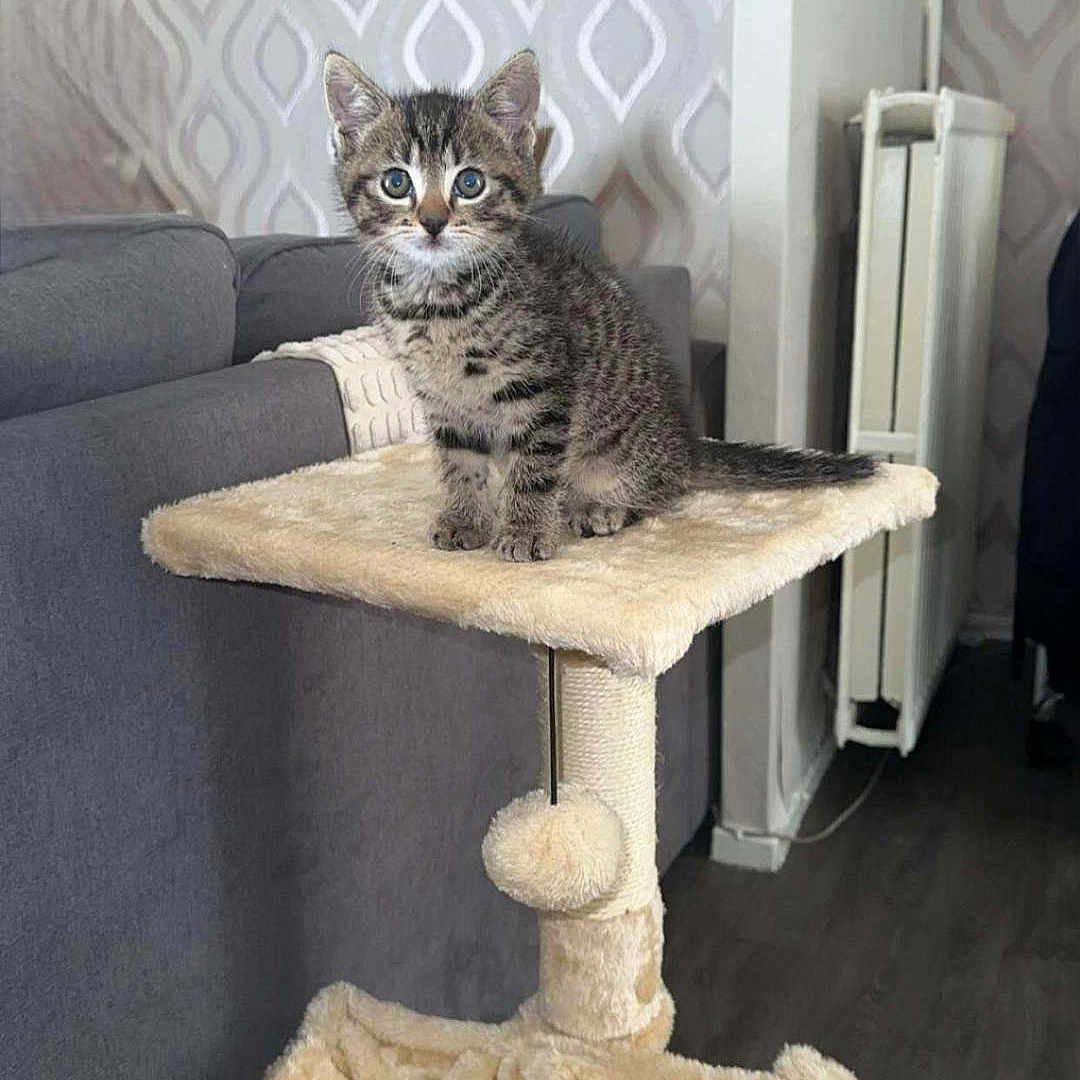 Filou participe au concours pour gagner de l'argent avec cette photo : animal, cat_tree, couch, cozy, curious, cute, feline, floor, furniture, home, indoor, kitten, pet, radiator, room, sitting, small, tabby, toy, wallpaper