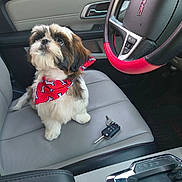 Jake is registered to the contest to win money with this photo: puppy, dog, car_interior, steering_wheel, car_keys, red_bandana, seat, leather_seat, hand, pet, cute, small_dog, car_door, modern_car, black, gray, red, white, fur, looking_up