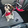 puppy, dog, car_interior, steering_wheel, car_keys, red_bandana, seat, leather_seat, hand, pet, cute, small_dog, car_door, modern_car, black, gray, red, white, fur, looking_up