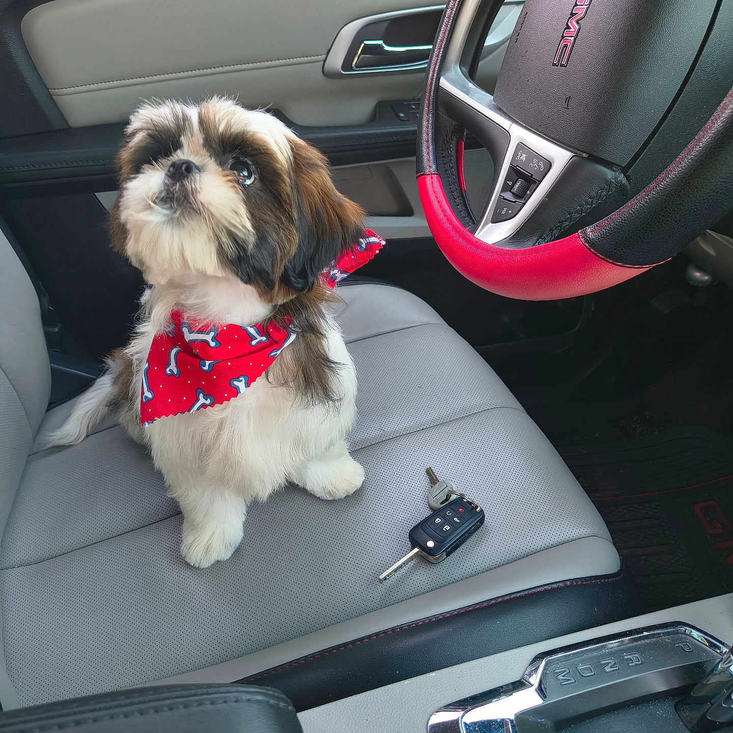 Jake is registered to the contest to win money with this photo: puppy, dog, car_interior, steering_wheel, car_keys, red_bandana, seat, leather_seat, hand, pet, cute, small_dog, car_door, modern_car, black, gray, red, white, fur, looking_up