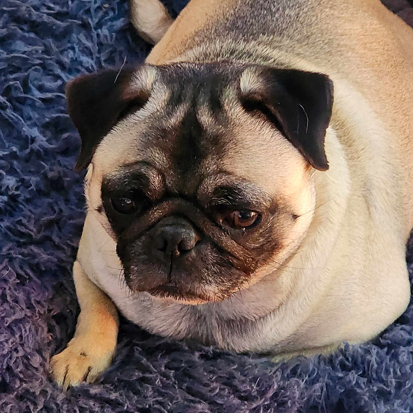 Chloe is registered to the contest to win money with this photo: animal, bulldog, canine, dog, frenchbulldog, pet, pitbull, pug, puppy