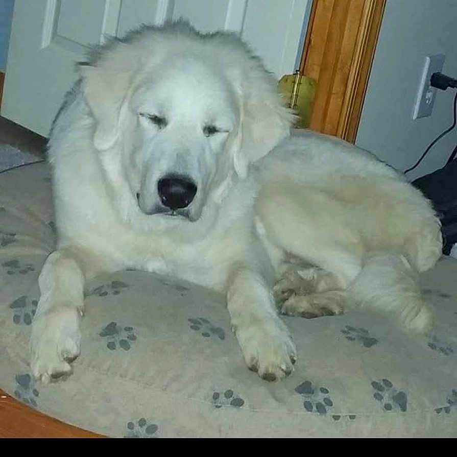 Dozier joined the competition — help win amazing prizes! animal, ball, canine, dog, door, eskimodog, goldenretriever, hound, husky, indoors, labradorretriever, newfoundland, person, pet, puppy, sleeping, sport, tennis, tennisball, whitedog