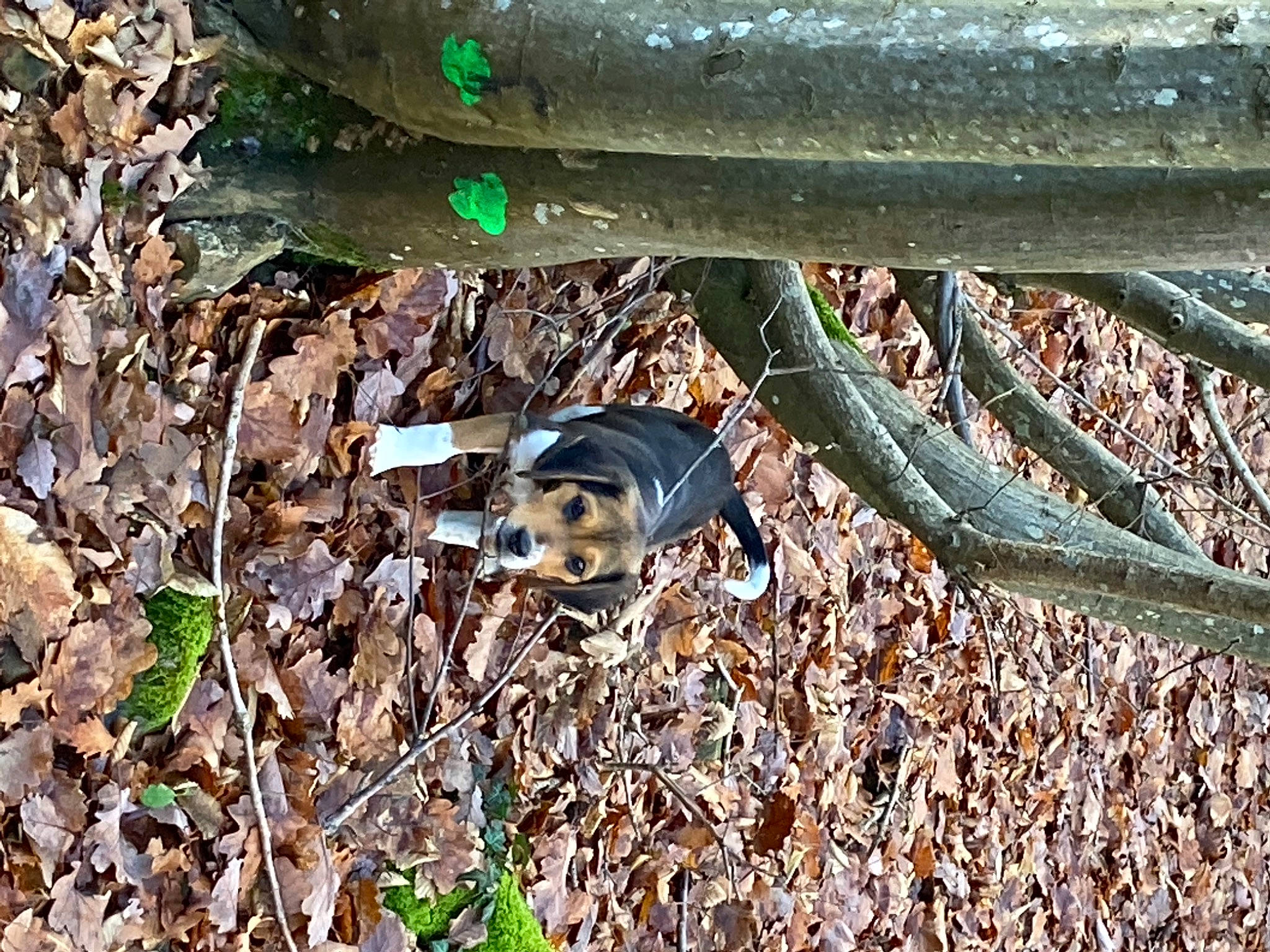 Rafale participe au concours pour gagner de l'argent avec cette photo : auto_part, automotive_exterior, automotive_lighting, automotive_tire, automotive_wheel_system, bumper, grass, leaf, motor_vehicle, organism, plant, rim, soil, tail, terrestrial_animal, terrestrial_plant, tree, vehicle_door, vertebrate, wood