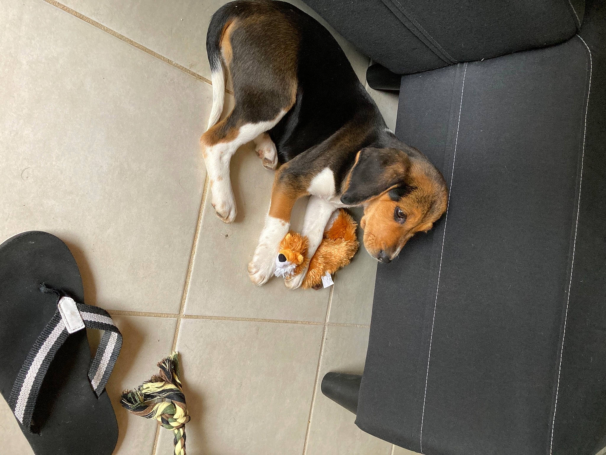 Rafale a rejoint le concours — aidez-le/la à gagner de superbes lots ! beagle, beagle_harrier, canidae, carnivore, collar, comfort, companion_dog, dog, dog_breed, fawn, finnish_hound, hound, pet_supply, pocket_beagle, puppy, scent_hound, snout, sporting_group, tail, working_animal