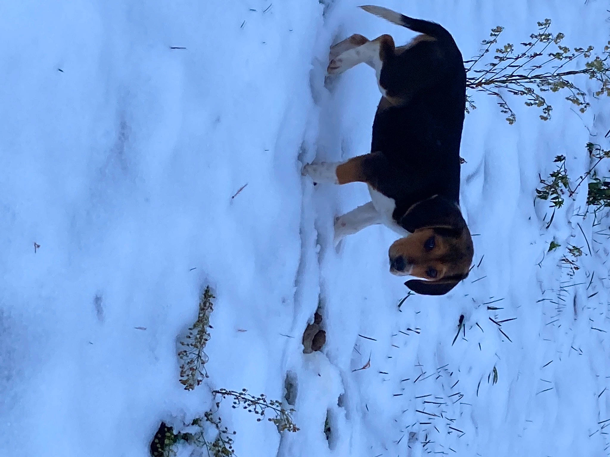 Rafale a rejoint le concours — aidez-le/la à gagner de superbes lots ! azure, branch, electric_blue, freezing, frost, pattern, people_in_nature, plant, precipitation, recreation, shadow, slope, snow, tree, twig, winter, winter_storm, wood