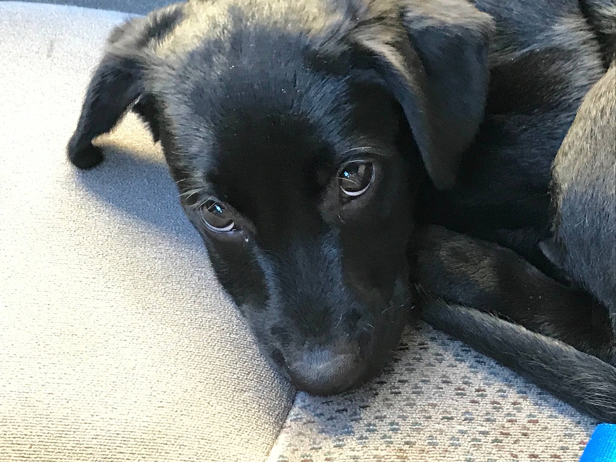 Baja joined the competition — help win amazing prizes! black, canidae, carnivore, comfort, companion_dog, dog, dog_breed, fur, iris, puppy, shadow, skin, snout, sporting_group, terrestrial_animal, whiskers, working_animal, working_dog