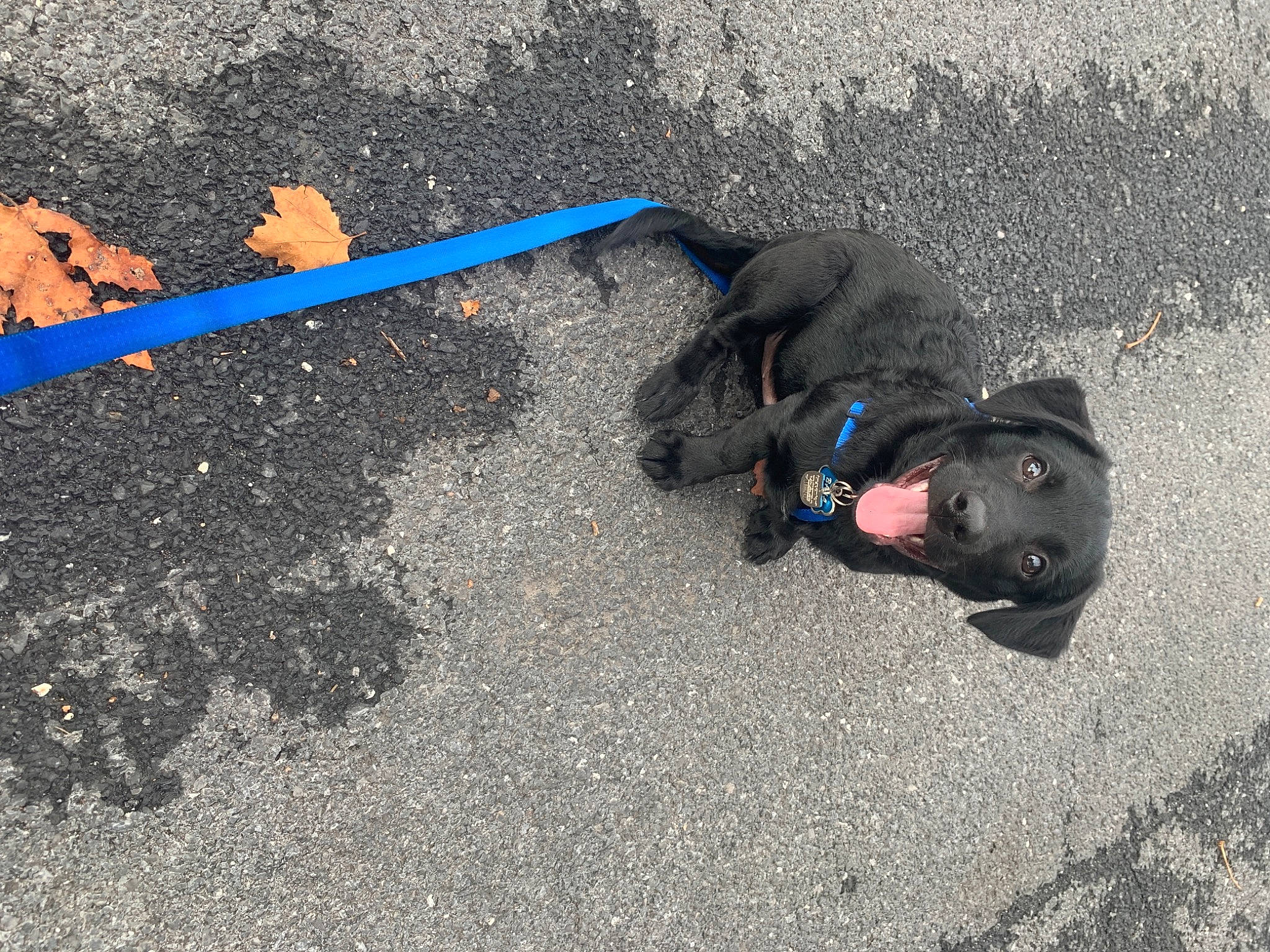 Baja joined the competition — help win amazing prizes! asphalt, canidae, carnivore, collar, companion_dog, concrete, dog, dog_breed, dog_collar, dog_supply, electric_blue, leash, pet_supply, road_surface, shadow, snout, sporting_group, tar, working_animal