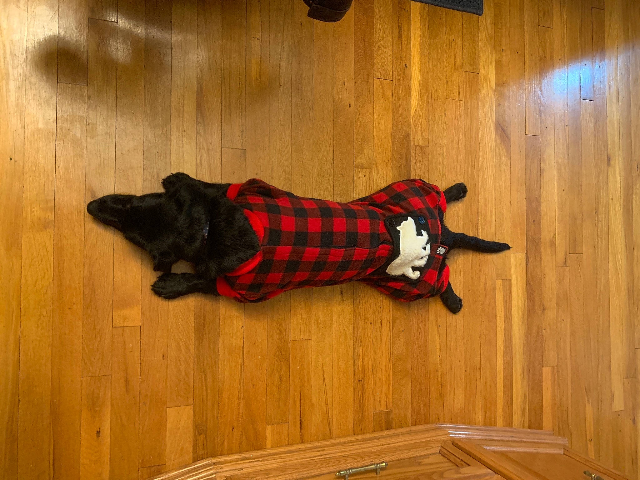 Baja is registered to the contest to win money with this photo: carmine, carnivore, companion_dog, dog, dog_breed, dog_clothes, dog_supply, floor, flooring, hardwood, laminate_flooring, plaid, plywood, sporting_group, tartan, varnish, wood, wood_flooring, wood_stain, working_animal