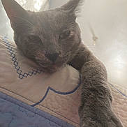 Smores is registered to the contest to win money with this photo: cat, gray_cat, sleepy, relaxed, closeup, portrait, whiskers, ears, paw, furry, pet, animal, quilt, bed, bedroom, indoor, soft_lighting, backlit, cozy, stretching