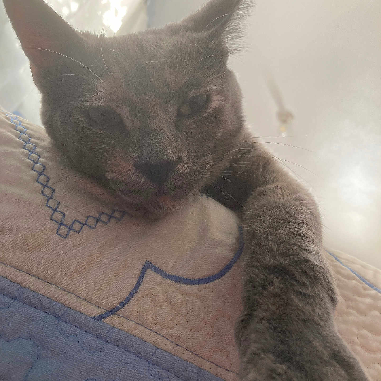 Smores is registered to the contest to win money with this photo: cat, gray_cat, sleepy, relaxed, closeup, portrait, whiskers, ears, paw, furry, pet, animal, quilt, bed, bedroom, indoor, soft_lighting, backlit, cozy, stretching