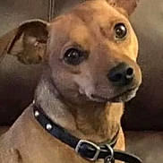 Bubba joined the competition — help win amazing prizes! dog, pet, brown_coat, collar, indoor, couch, cute, portrait, animal, ears, eyes, tag, leather_collar, canine, domestic_animal, fur, sitting, looking, face, friendly
