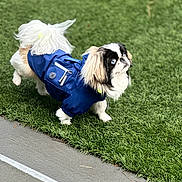 Oreo is registered to the contest to win money with this photo: animal, artificial_grass, attentive, black_fur, blue_eyes, blue_jacket, canine, concrete, cute, dog, fur, grass, long_hair, outdoor, pet, side_view, small_dog, standing, walking, white_fur