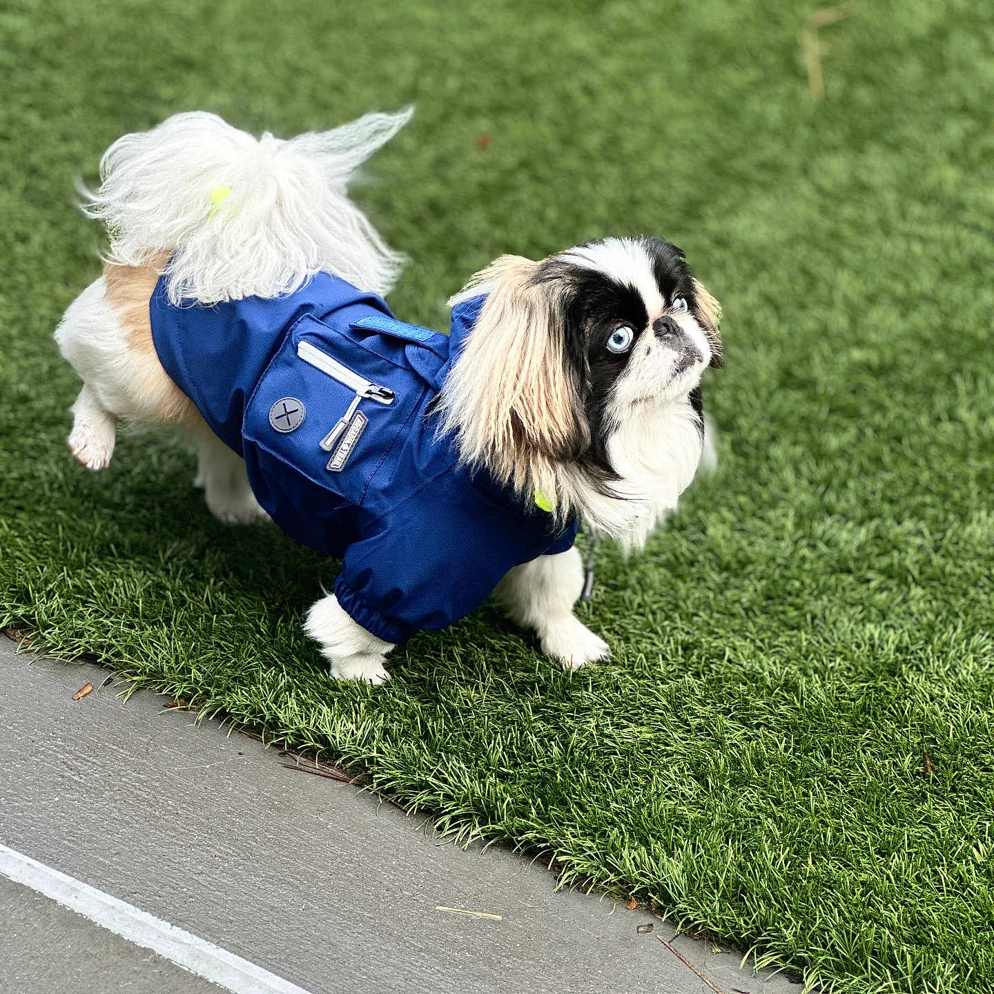 Oreo is registered to the contest to win money with this photo: animal, artificial_grass, attentive, black_fur, blue_eyes, blue_jacket, canine, concrete, cute, dog, fur, grass, long_hair, outdoor, pet, side_view, small_dog, standing, walking, white_fur