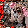 Coco joined the competition — help win amazing prizes! dog, costume, plaid_blanket, furry, ears, small_dog, cute, pet, indoor, cozy, animal, portrait, brown, white, looking_up, sitting, winter, soft, checkered, curious
