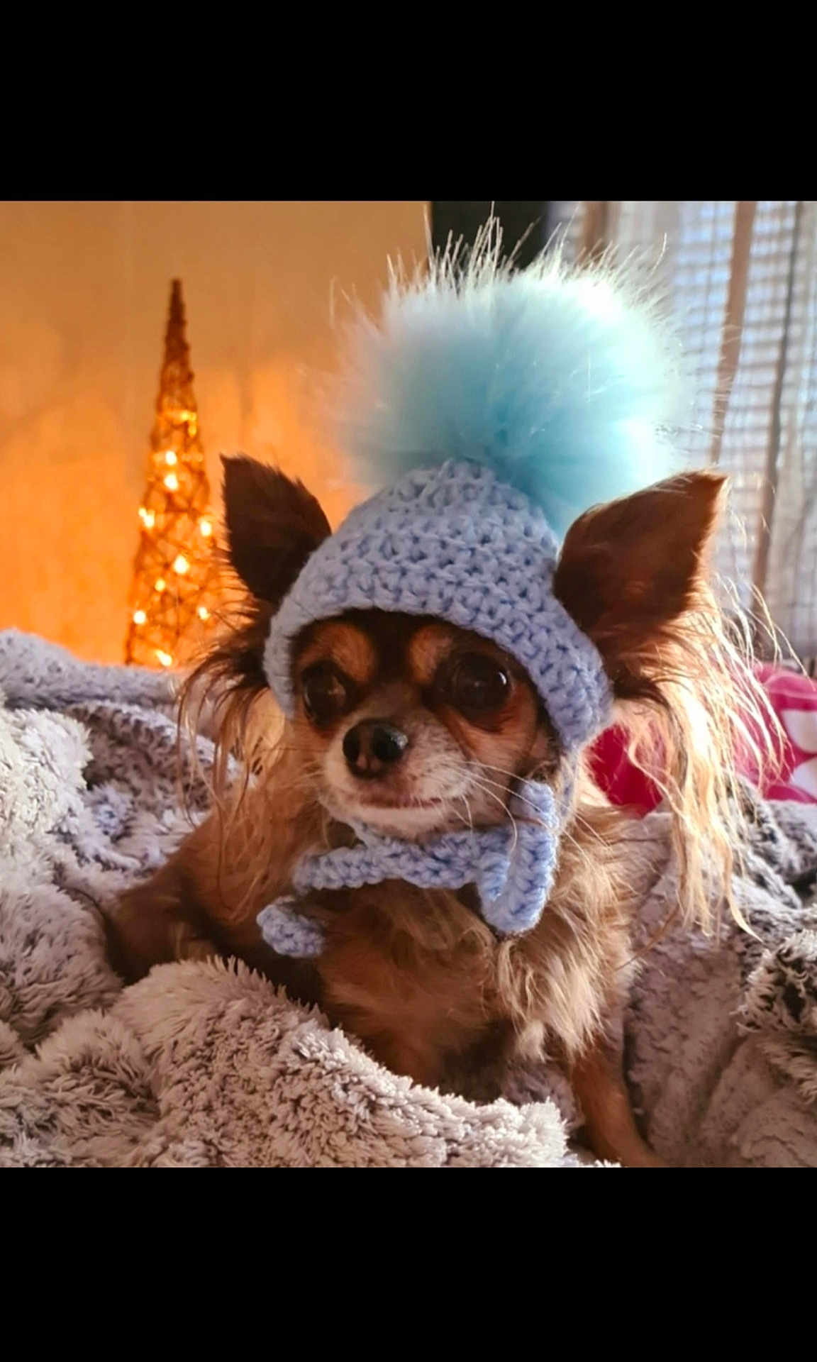 Coco joined the competition — help win amazing prizes! dog, chihuahua, knitted_hat, pom_pom, blanket, cozy, indoor, pet, cute, small_dog, fluffy, portrait, warm_lighting, decorative_lights, animal, fur, ears, sitting, home, cute_pet
