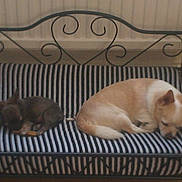 Coco joined the competition — help win amazing prizes! dog, bench, striped_cushion, resting, sleeping, pet, indoor, furniture, metalwork, small_dog, brown_dog, light_brown_dog, cute, cozy, quiet, animal, companion, relaxing, home, cute_pet