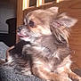 Coco is registered to the contest to win money with this photo: dog, small_dog, fluffy, tongue_out, indoor, carpet, pet, canine, resting, side_view, cute, fur, animal, domestic, mammal, ears, paw, relaxed, light, shadow