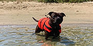 Sky participe au concours pour gagner de l'argent avec cette photo : dog, water, life_jacket, beach, sand, outdoor, sunny, daylight, canine, shallow_water, greenery, building, graffiti, reflection, animal, pet, summer, nature, adventure, playful