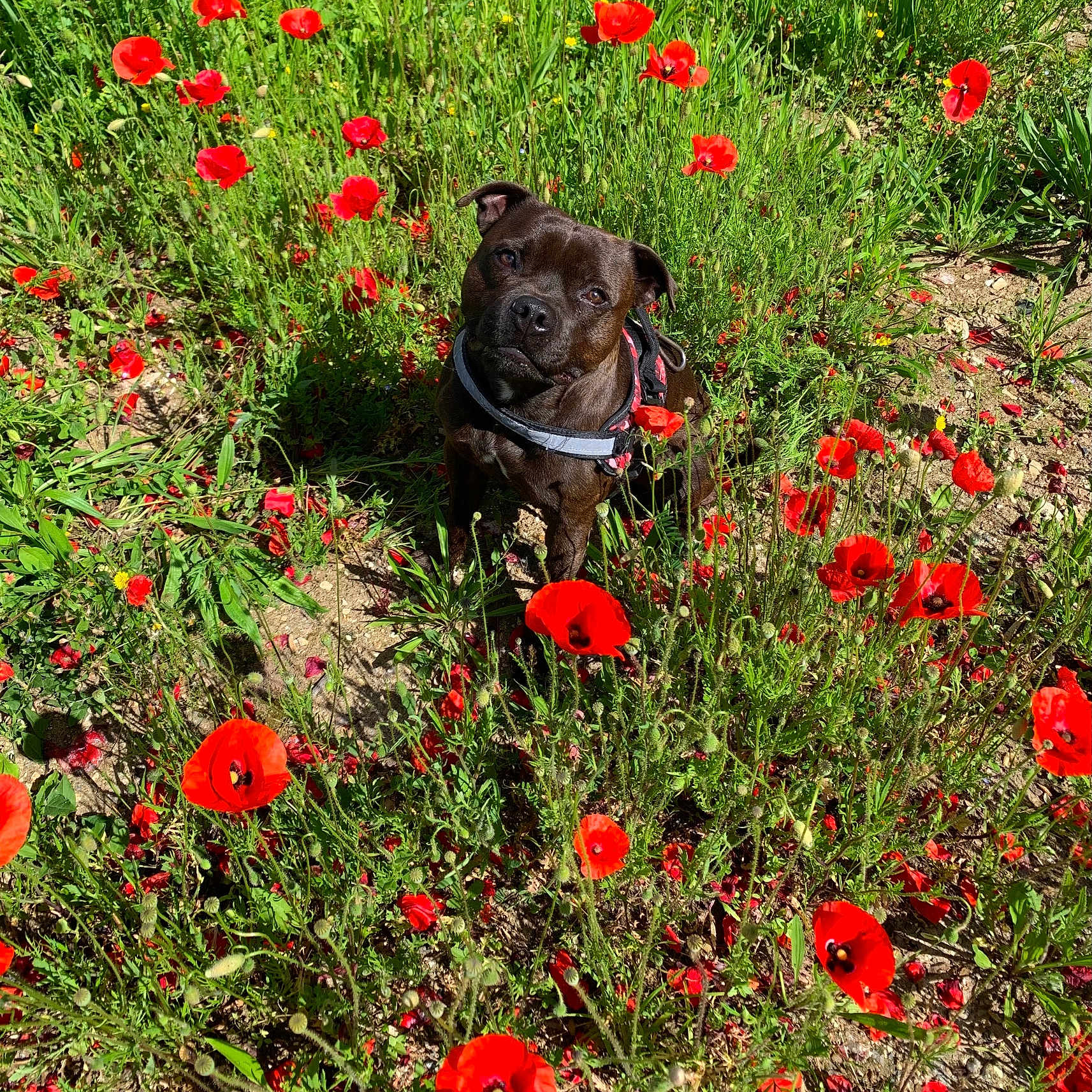 Sky participe au concours pour gagner de l'argent avec cette photo : animal, black_dog, curious, cute, daylight, dog, flora, flower_field, garden, grass, greenery, nature, outdoor, pet, plants, poppies, red_flowers, sitting, summer, sunlight