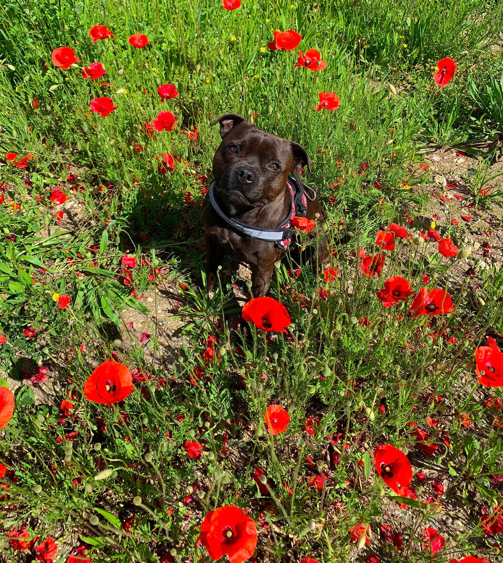 Sky participe au concours pour gagner de l'argent avec cette photo : dog, black_dog, poppies, red_flowers, flower_field, greenery, outdoor, nature, sunlight, plants, grass, pet, animal, cute, curious, sitting, summer, daylight, flora, garden