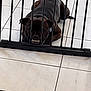 Sky participe au concours pour gagner de l'argent avec cette photo : dog, gate, metal_bars, floor, indoor, tile_floor, pet, lying_down, animal, teeth, snarl, playful, dark_fur, collar, domestic_dog, resting, caged, mouth, canine, fence