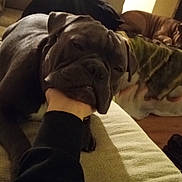 Ares is registered to the contest to win money with this photo: dog, bulldog, pet, couch, living_room, hand, muzzle, bite, sleeping_dog, resting, cozy, blanket, brown_dog, black_dog, close_up, indoor, furniture, paw, companion_animal, portrait