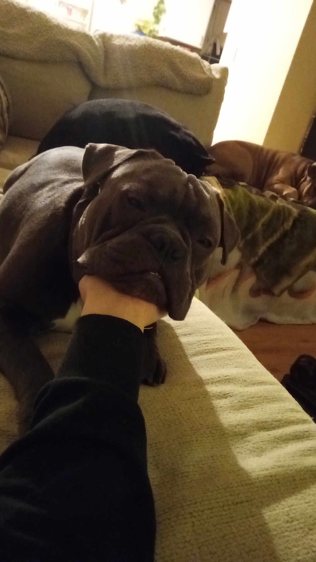 Ares is registered to the contest to win money with this photo: dog, bulldog, pet, couch, living_room, hand, muzzle, bite, sleeping_dog, resting, cozy, blanket, brown_dog, black_dog, close_up, indoor, furniture, paw, companion_animal, portrait