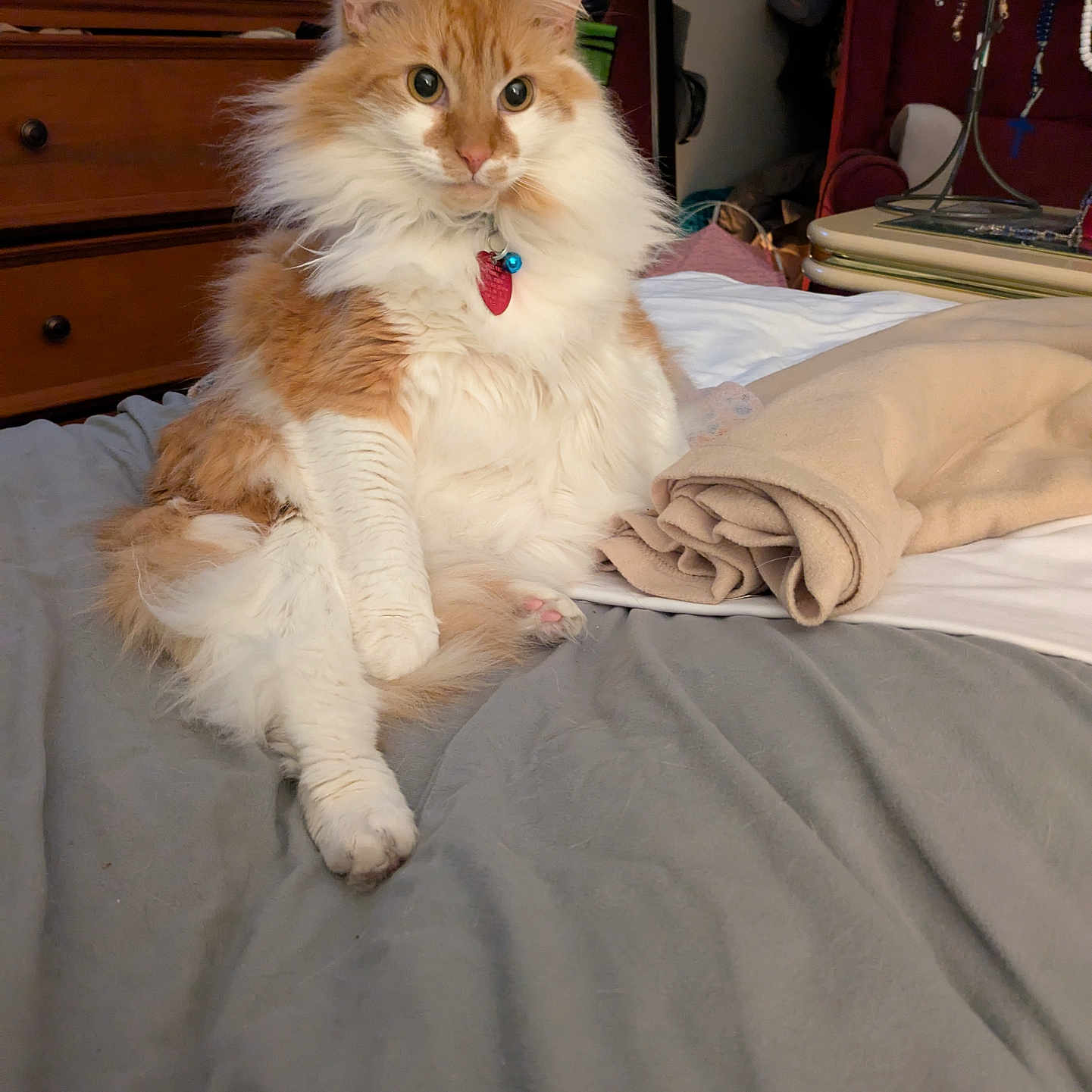 Ginger Baby joined the competition — help win amazing prizes! abyssinian, accessories, animal, bag, bed, cat, closet, couch, cupboard, drawer, furniture, handbag, hardwood, homedecor, manx, person, pet, plywood, strap, wood