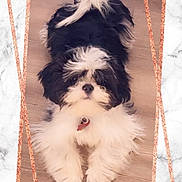 Bruce joined the competition — help win amazing prizes! puppy, dog, black_and_white, fluffy, long_hair, small_dog, portrait, sitting, front_view, pet, collar, red_tag, indoors, wood_floor, marble_background, decorative_frame, glitter, cute, animal_photography, adorable
