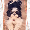 puppy, dog, black_and_white, fluffy, long_hair, small_dog, portrait, sitting, front_view, pet, collar, red_tag, indoors, wood_floor, marble_background, decorative_frame, glitter, cute, animal_photography, adorable