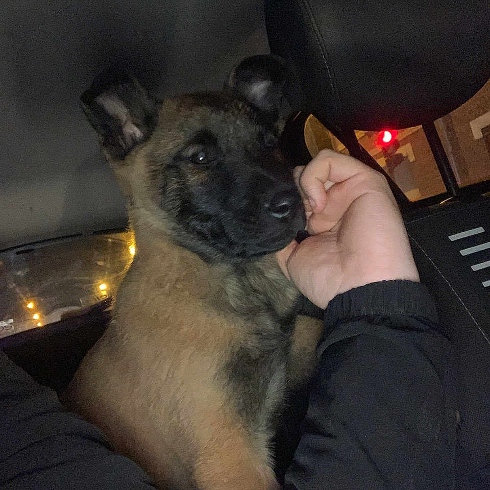 Venom participe au concours pour gagner de l'argent avec cette photo : animal, baby, bodypart, canine, chair, couch, cushion, dog, face, furniture, germanshepherd, head, headrest, homedecor, lamp, person, pet, policedog, puppy, snout