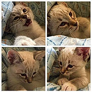 Bear is registered to the contest to win money with this photo: