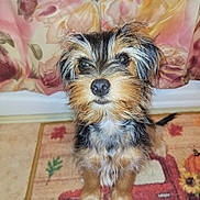 Brownie joined the competition — help win amazing prizes! puppy, dog, pet, animal, cute, fur, scruffy, portrait, indoor, carpet, decor, curtain, floral, brown, black, white, sitting, looking, young, adorable