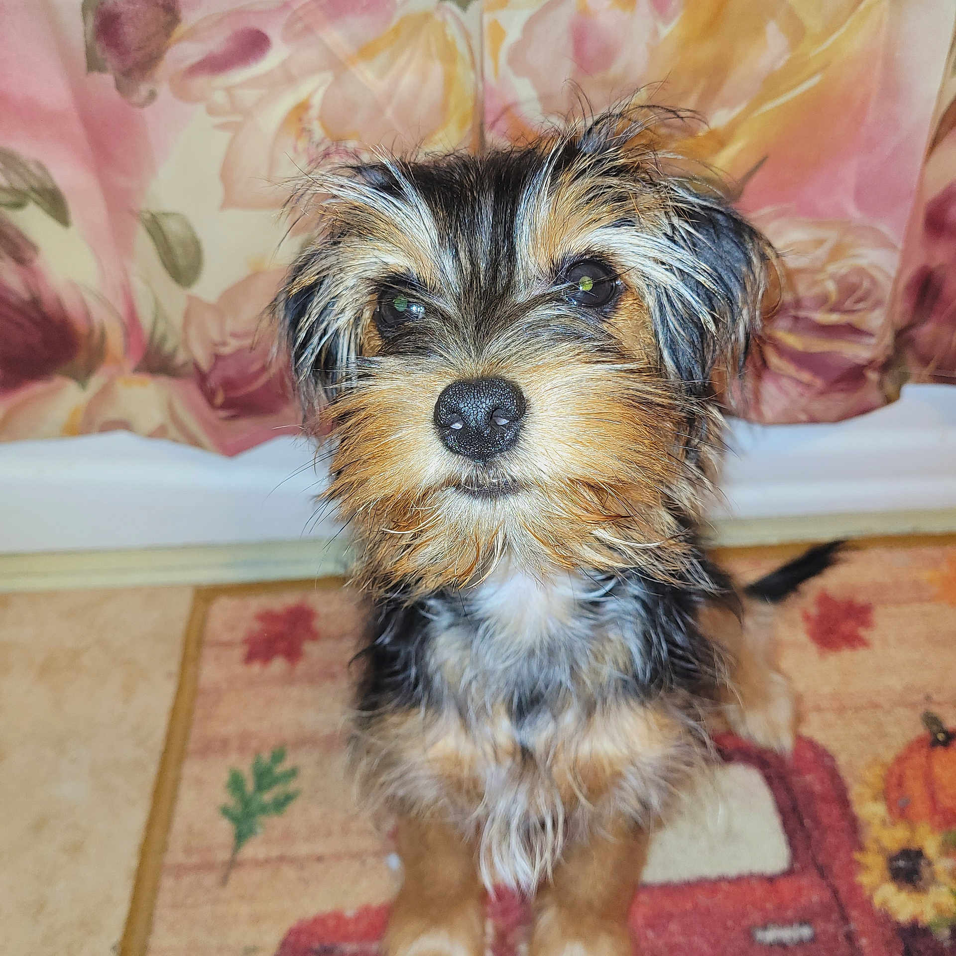 Brownie joined the competition — help win amazing prizes! puppy, dog, pet, animal, cute, fur, scruffy, portrait, indoor, carpet, decor, curtain, floral, brown, black, white, sitting, looking, young, adorable