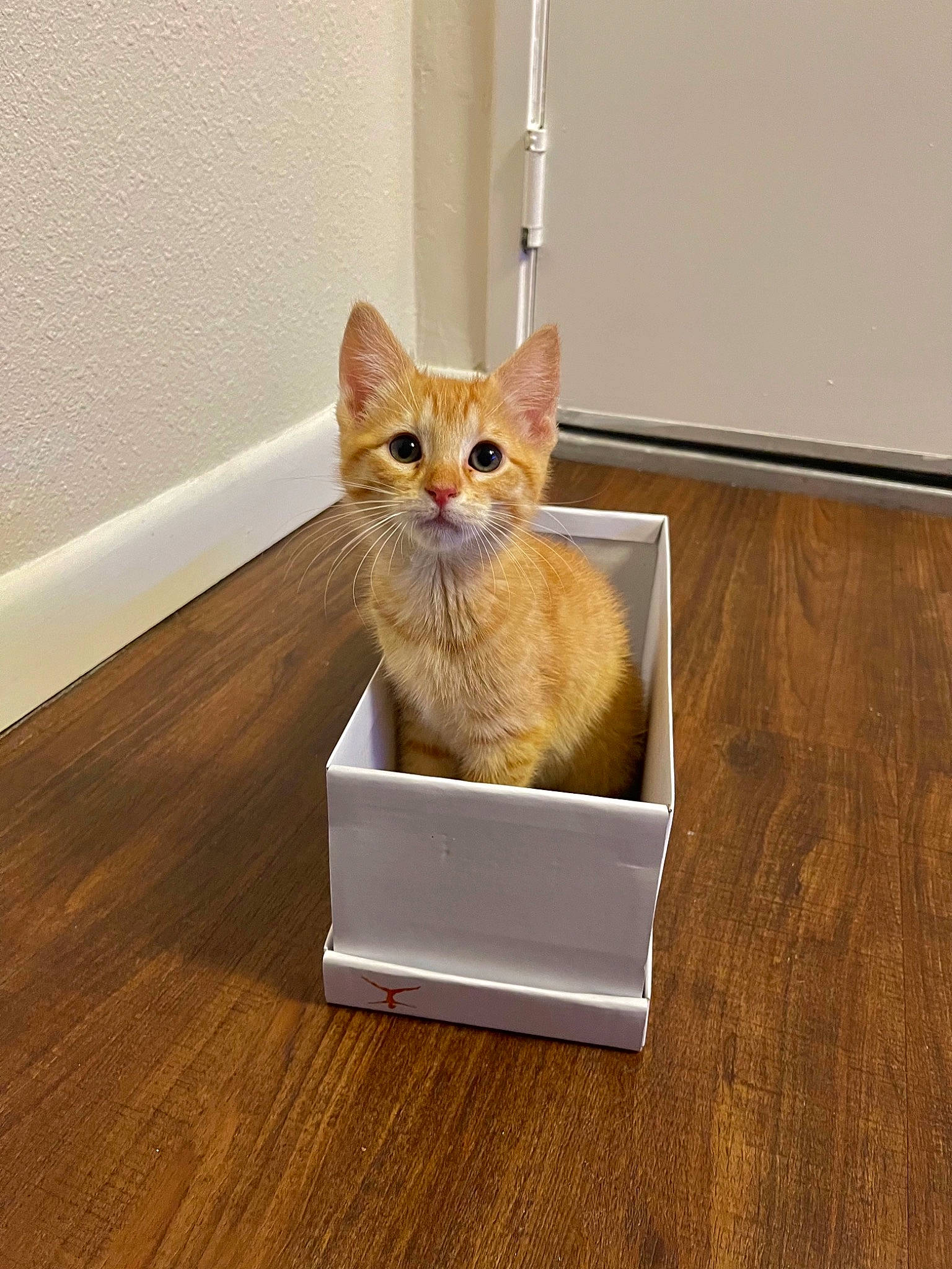 Teddy is registered to the contest to win money with this photo: carnivore, cat, cat_supply, fawn, felidae, floor, flooring, hardwood, laminate_flooring, pet_supply, plywood, rectangle, small_to_medium_sized_cats, snout, stairs, tail, whiskers, window, wood, wood_stain