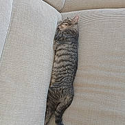 Alvin participe au concours pour gagner de l'argent avec cette photo : cat, couch, cozy, cushion, domestic_cat, furniture, indoor, kitten, nap, pet, relaxed, resting, sleeping, sofa, striped_fur, tabby, tail, texture, upholstery, whiskers