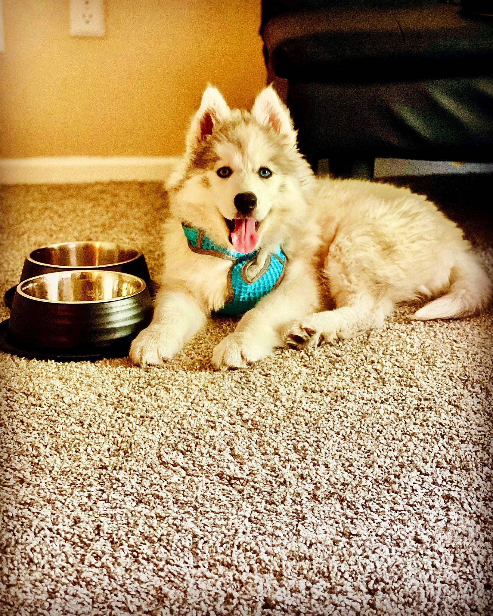 Rambow is registered to the contest to win money with this photo: canidae, carnivore, companion_dog, dog, dog_breed, dog_supply, fawn, flooring, fur, happy, non_sporting_group, paw, puppy, sitting, snout, sporting_group, tail, toy_dog, whiskers