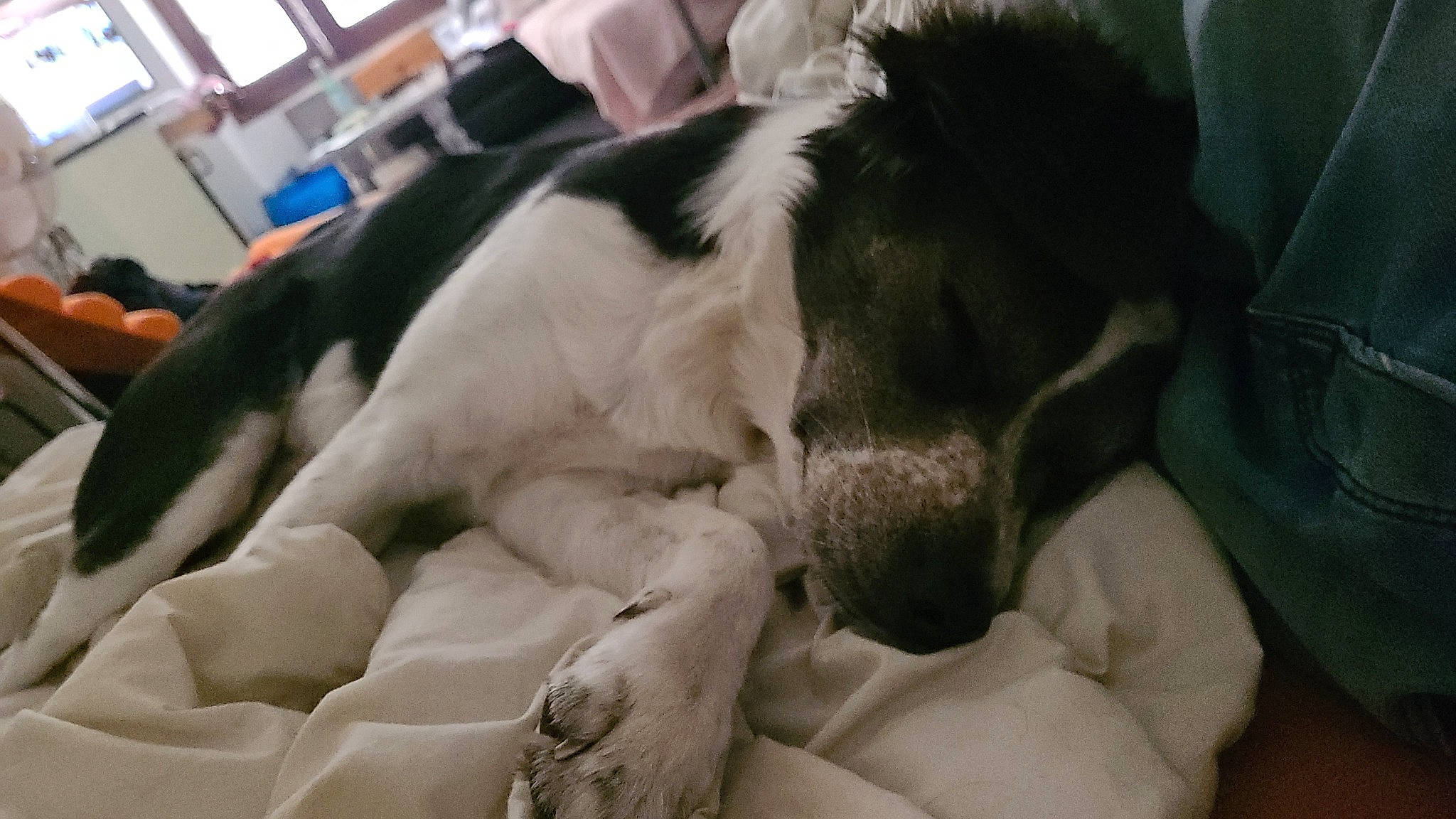 Mogway participe au concours pour gagner de l'argent avec cette photo : art, bored, canidae, carnivore, comfort, companion_dog, dog, dog_breed, fur, gesture, nap, non_sporting_group, paw, snout, sporting_group, terrestrial_animal, whiskers, working_animal