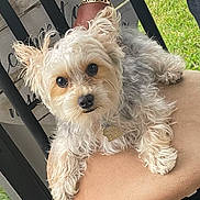 Teddy joined the competition — help win amazing prizes! dog, small_dog, fluffy, curious, pet, indoor, chair, cushion, fur, animal, companion, cute, relaxed, brown, white, black, indoor_lighting, domestic_animal, portrait, closeup