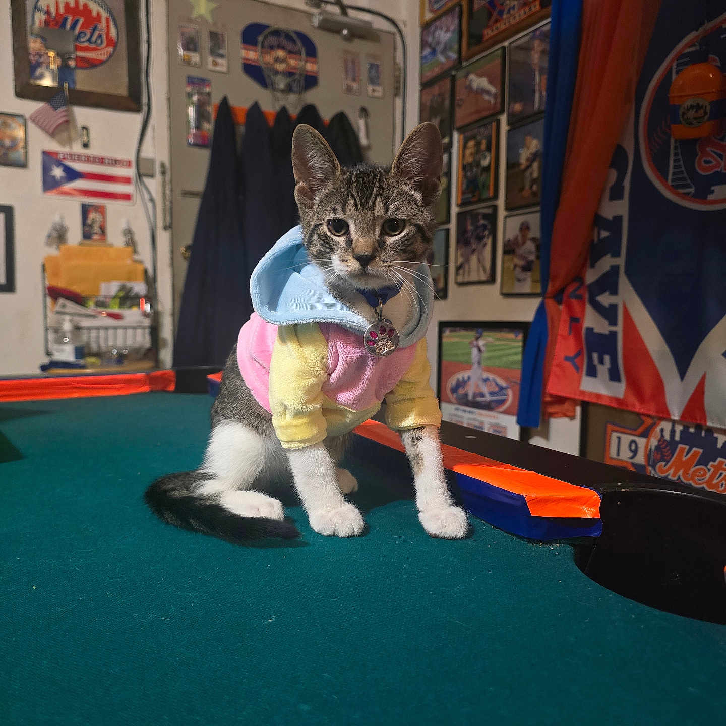 Michie joined the competition — help win amazing prizes! animal, cat, clothing, collar, cute, decorations, feline, flag, hoodie, indoor, kitten, pet, playful, pool_table, sitting, sports_memorabilia, tabby, tag, wall_art, young