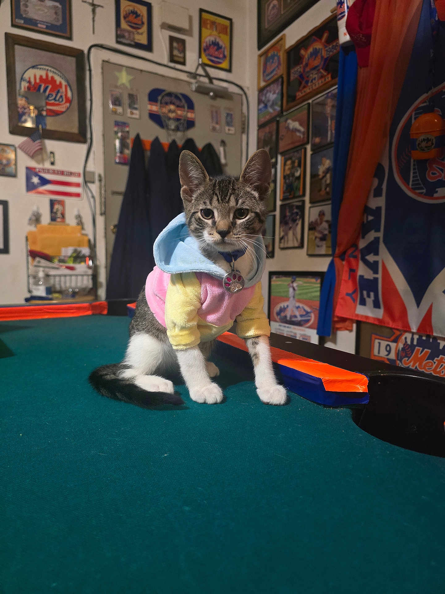 Michie joined the competition — help win amazing prizes! animal, cat, clothing, collar, cute, decorations, feline, flag, hoodie, indoor, kitten, pet, playful, pool_table, sitting, sports_memorabilia, tabby, tag, wall_art, young