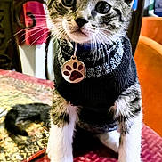 Michie joined the competition — help win amazing prizes! black_and_white, cat, closeup, curious, cute, domestic_cat, ears, face, front_paws, furniture, indoor, kitten, paw_tag, pet, red_surface, striped, sweater, table, whiskers, young_cat