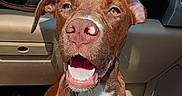 Loki is registered to the contest to win money with this photo: animal, brown_dog, canine, car_interior, car_seat, cheerful, close_up, companion, cute, dog, domestic_animal, friendly, happy, indoor, pet, portrait, sitting, smiling, sunlight, white_chest