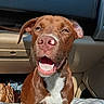 animal, brown_dog, canine, car_interior, car_seat, cheerful, close_up, companion, cute, dog, domestic_animal, friendly, happy, indoor, pet, portrait, sitting, smiling, sunlight, white_chest