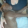 Loki is registered to the contest to win money with this photo: black_top, brown_dog, casual, close_up, comfort, cozy, dog, hand, indoor, jewelry, lap, nap, peaceful, person, relaxing, resting, skin, sleeping, striped_pants, tattoos